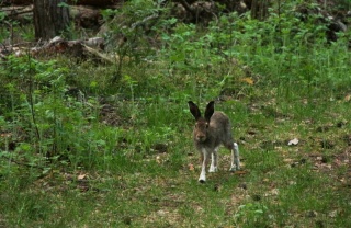 Мордовский заповедник, Заяц, фото Михаила Гавронского.jpg Мордовский заповедник, Заяц, фото Михаила Гавронского.jpg